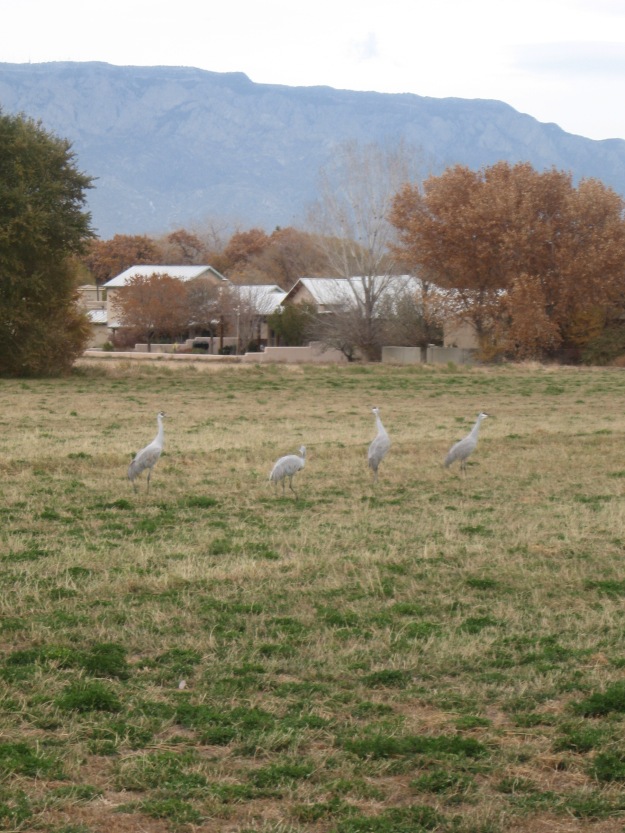 you can walk up close to the Sandhill Crane.  The mixed use lands are balanced between farming, housing, and open space