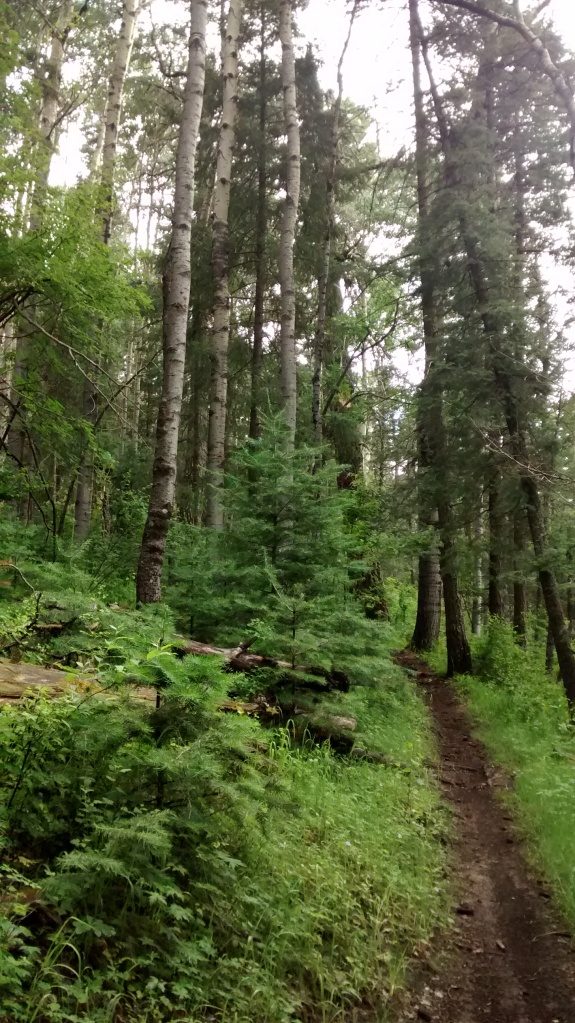 west rim trail to aspen forest