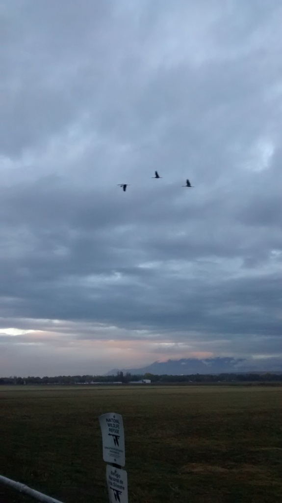Valle de Oro cranes aloft